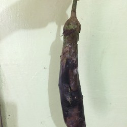 roasted eggplant