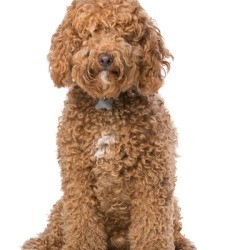 Designer Mutts - brown Labradoodle