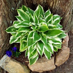 Give Hosta Its Own Niche - green and white hosta growing next to tree trunk
