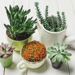 Several different containers being used as planters.