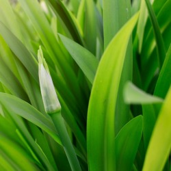 An amaryllis with an unopened bud.