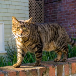 A cat walking on a brick wall in a backyard.