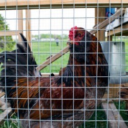 A chicken pen with a rooster inside.