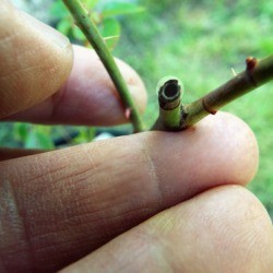 A cut branch on a rose.