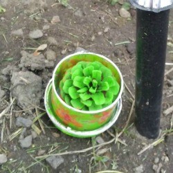 A pinecone painted green and placed in a small pot.