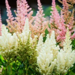 Astilbe flowers growing in a garden.