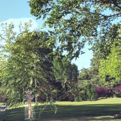 Transplant Bedding Plants Quickly - river birch and hornbeam