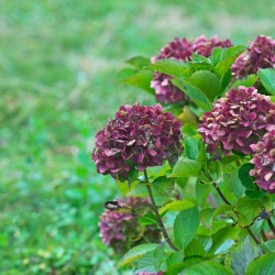 A purple hydrangea flower in bloom.