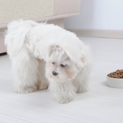 Dog Not Eating Dog Food