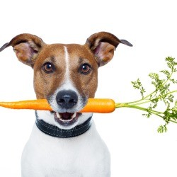 dog with a carrot in its mouth