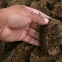 Hand holding cured Cow Manure