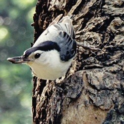 A white-breasted nuthatch on a tree.