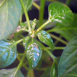 A plant covered in aphids.