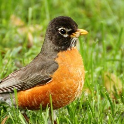 Robin with Worm