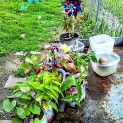 A metal table with plants on it.