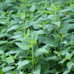 Patch of Stinging Nettles