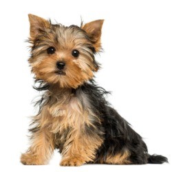 Yorkshire Terrier Puppy