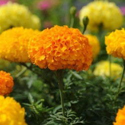 Marigold Flowers