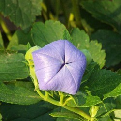 The Balloon Flower - closed flower