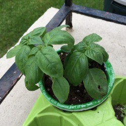 Save Receipts When Purchasing Plants - small basil plant