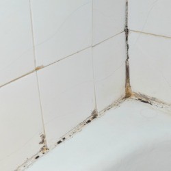 Shower Mildew