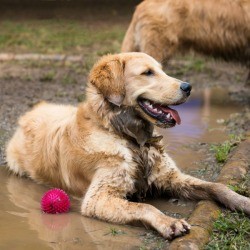 Dog Playing in Mud
