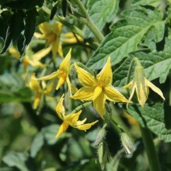 Big tomato plants with blossoms but no fruit growing.