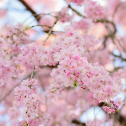 Weeping Cherry Tree