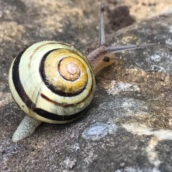 Garden Snail Friend - snail with dark band spiraling around shell