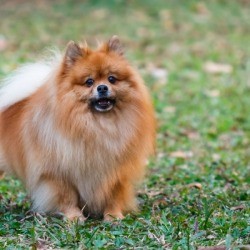 A Pomeranian peeing on a neighbor's lawn.