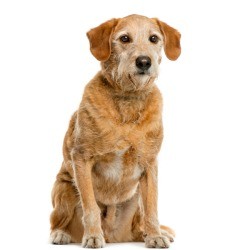 An old mixed breed dog sitting and staring.