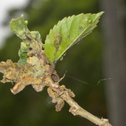 A sick hibiscus plant.