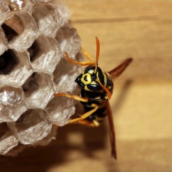 Close up of a yellow jacket and its nest.