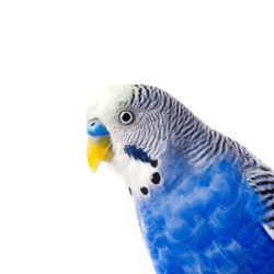 budgie