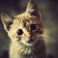 A cute kitten tilting it's head.