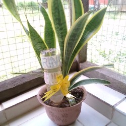 Plastic Bottle for Rehydrating Indoor Plants