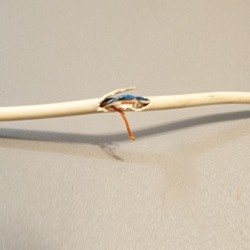 A data cable for a computer with a large torn spot, exposing the wires.