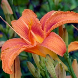 Photo of an orange lily.