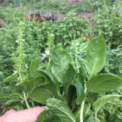 Extending the Life of Your Basil Plants