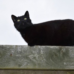 cat on a fence