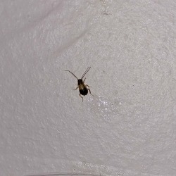 German nymph