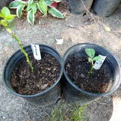 Testing Rose Cuttings For Roots - planting rooted cuttings