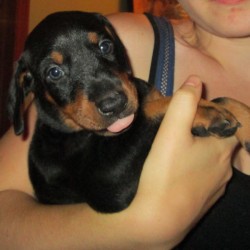 Calming Hyper Puppies