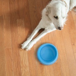 A white dog waiting for dinner.