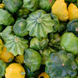 Summer Squash