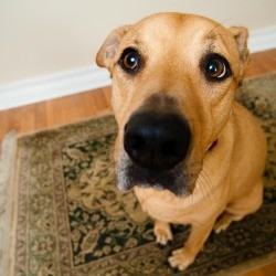 A dog sitting on a rug.