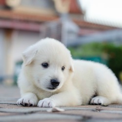 6 Week Old Puppy