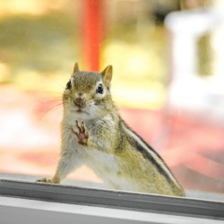 A squirrel sitting outside a window.