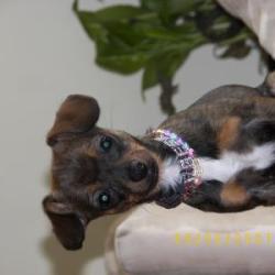 Daschund Mix
