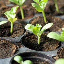Seedlings growing.